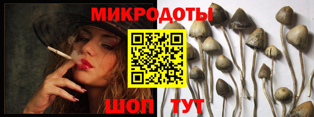 Псилоцибиновые грибы Psilocybe  Вход с VPN  Александров 